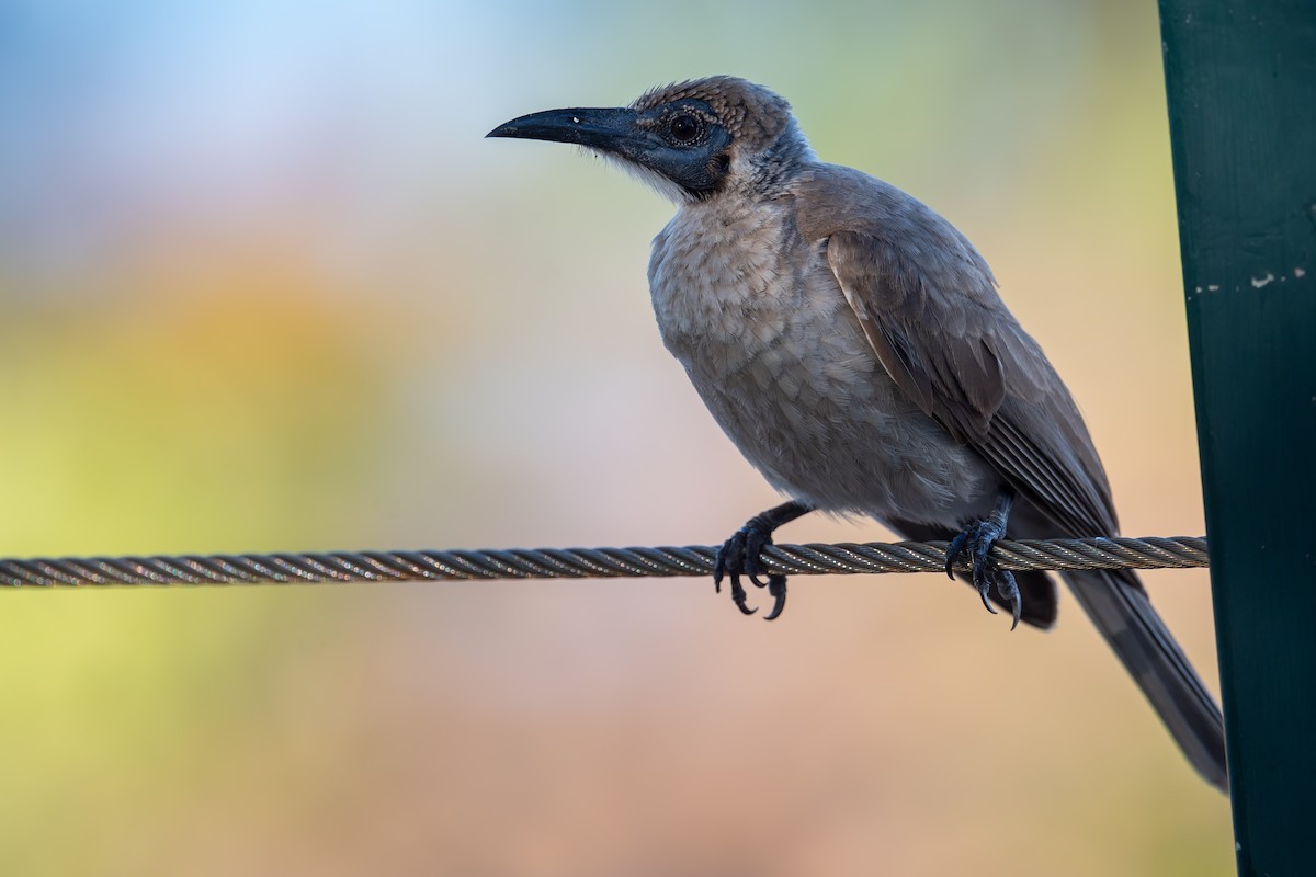 zoborožík malý - ML645615423