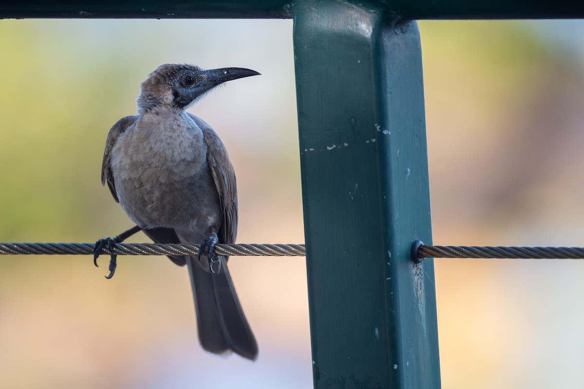 zoborožík malý - ML645615424