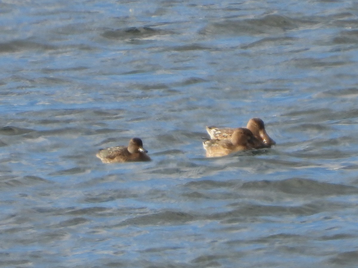 Зээрд нугас - ML645615437