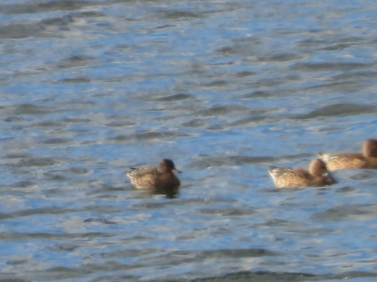 Зээрд нугас - ML645615441