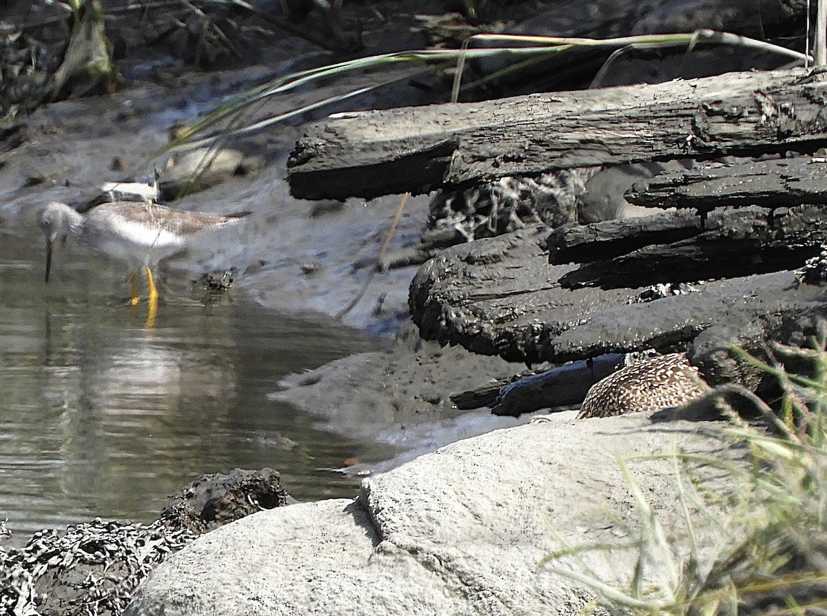 Greater Yellowlegs - ML645615445