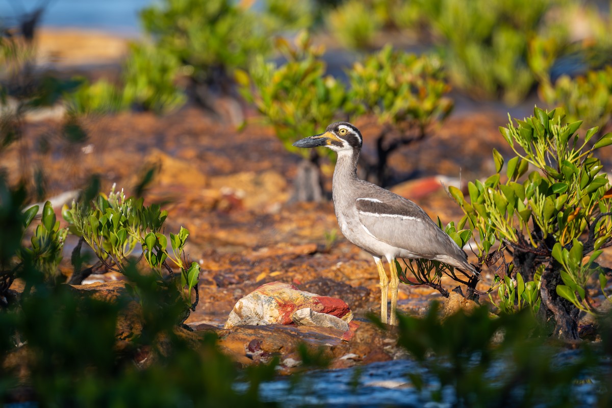 dytík velkozobý - ML645615447