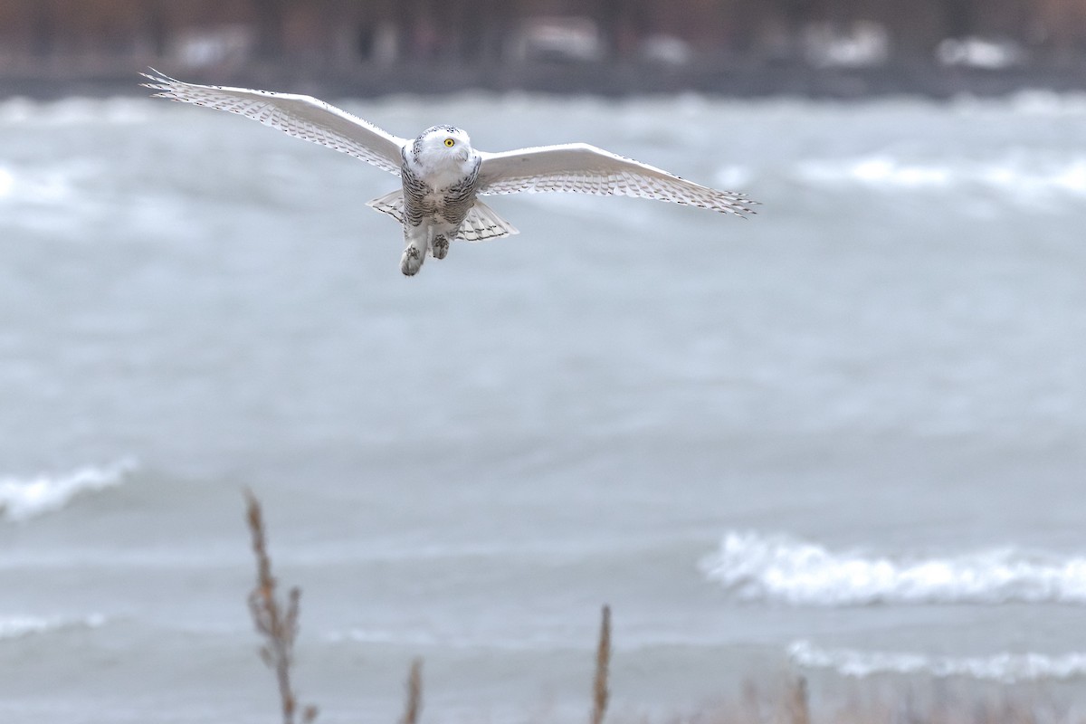 לילית שלג - ML645615453