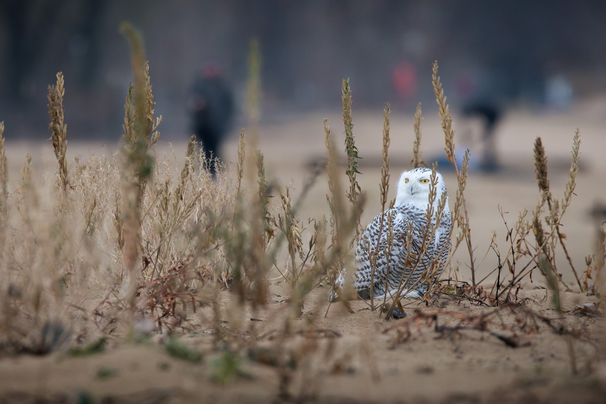 לילית שלג - ML645615454