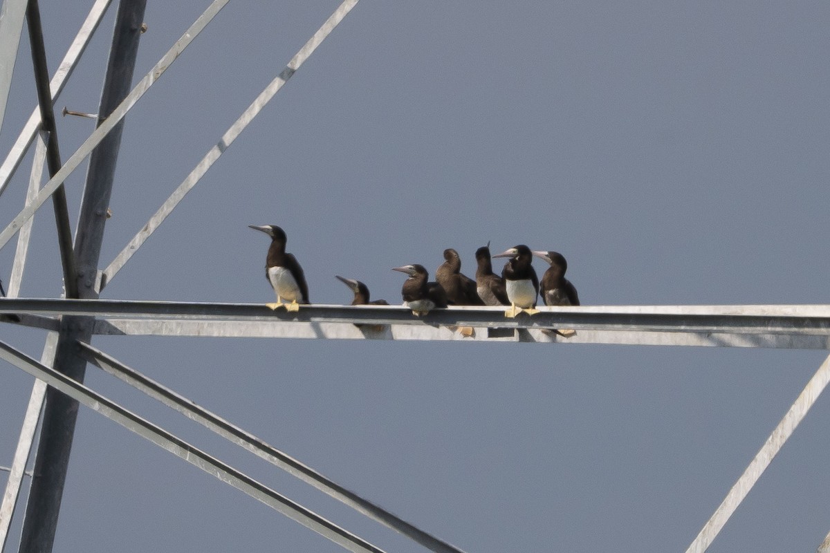 Brown Booby - ML645615460