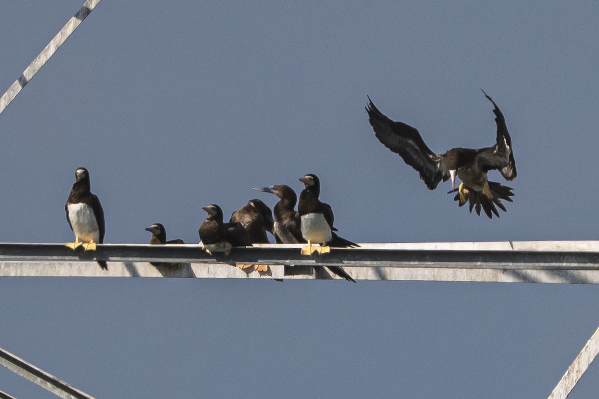 Brown Booby - ML645615462