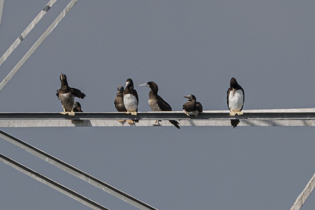 Brown Booby - ML645615464
