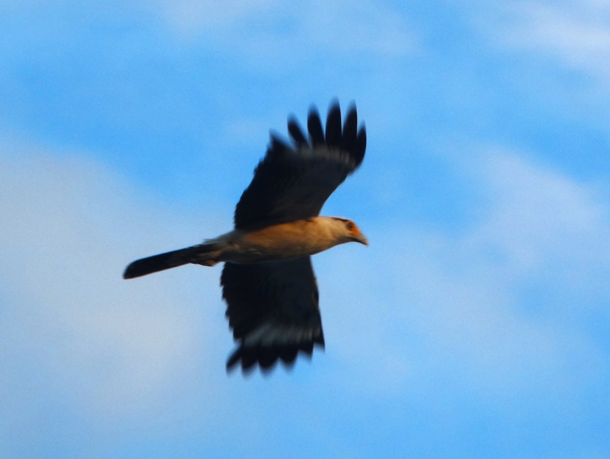 Yellow-headed Caracara - ML645615468