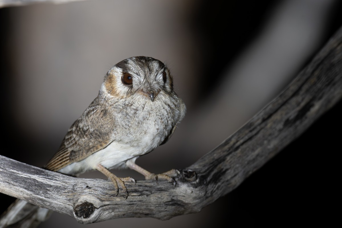 Australian Owlet-nightjar - ML645615480