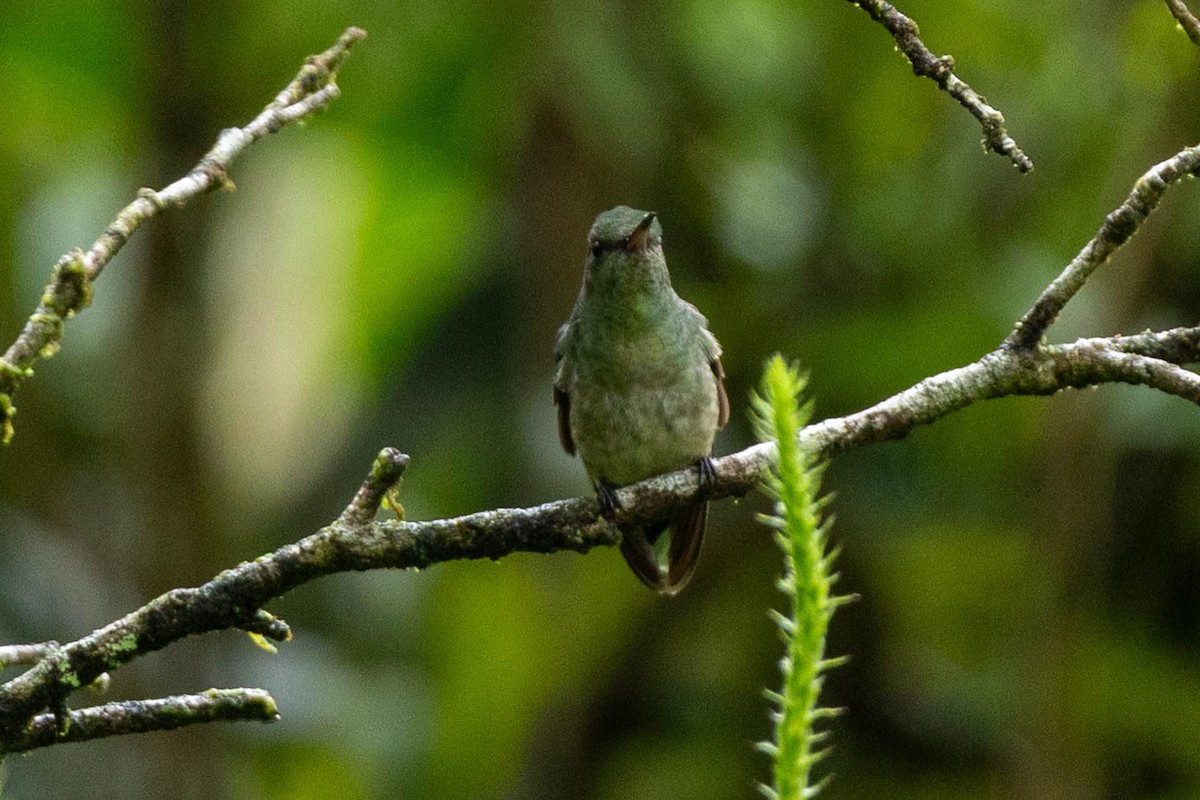 Scaly-breasted Hummingbird - ML645615482