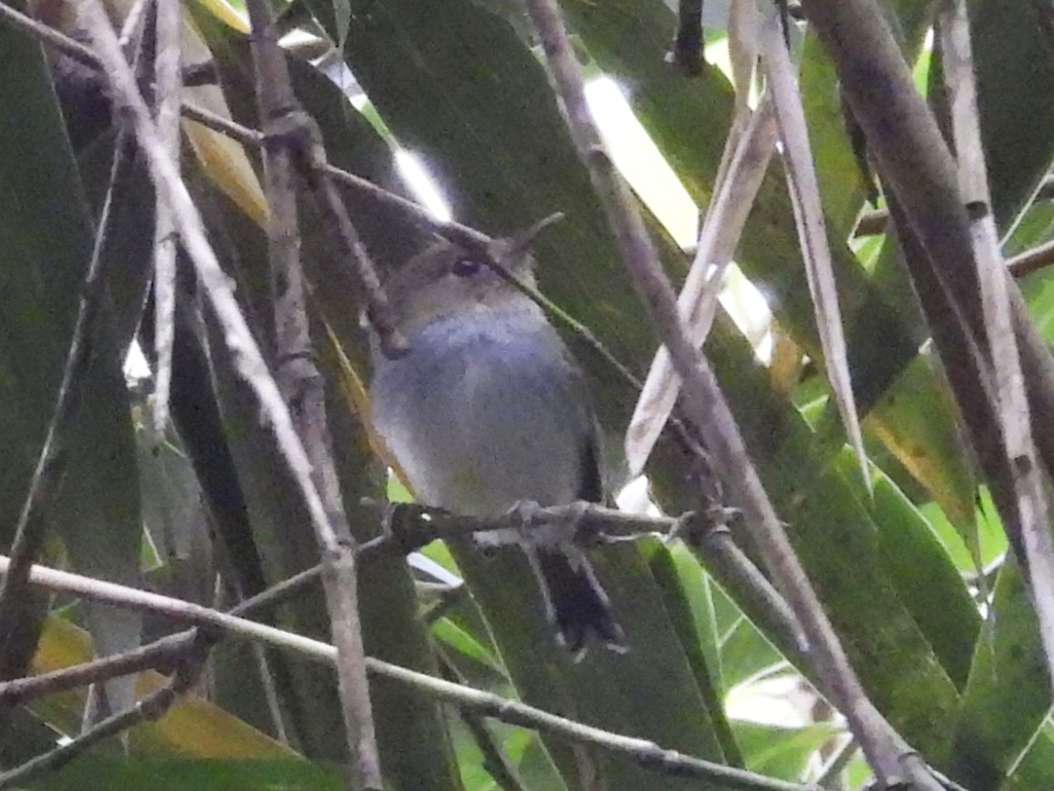 Вилохвостый тоди-тиранн - ML645615507