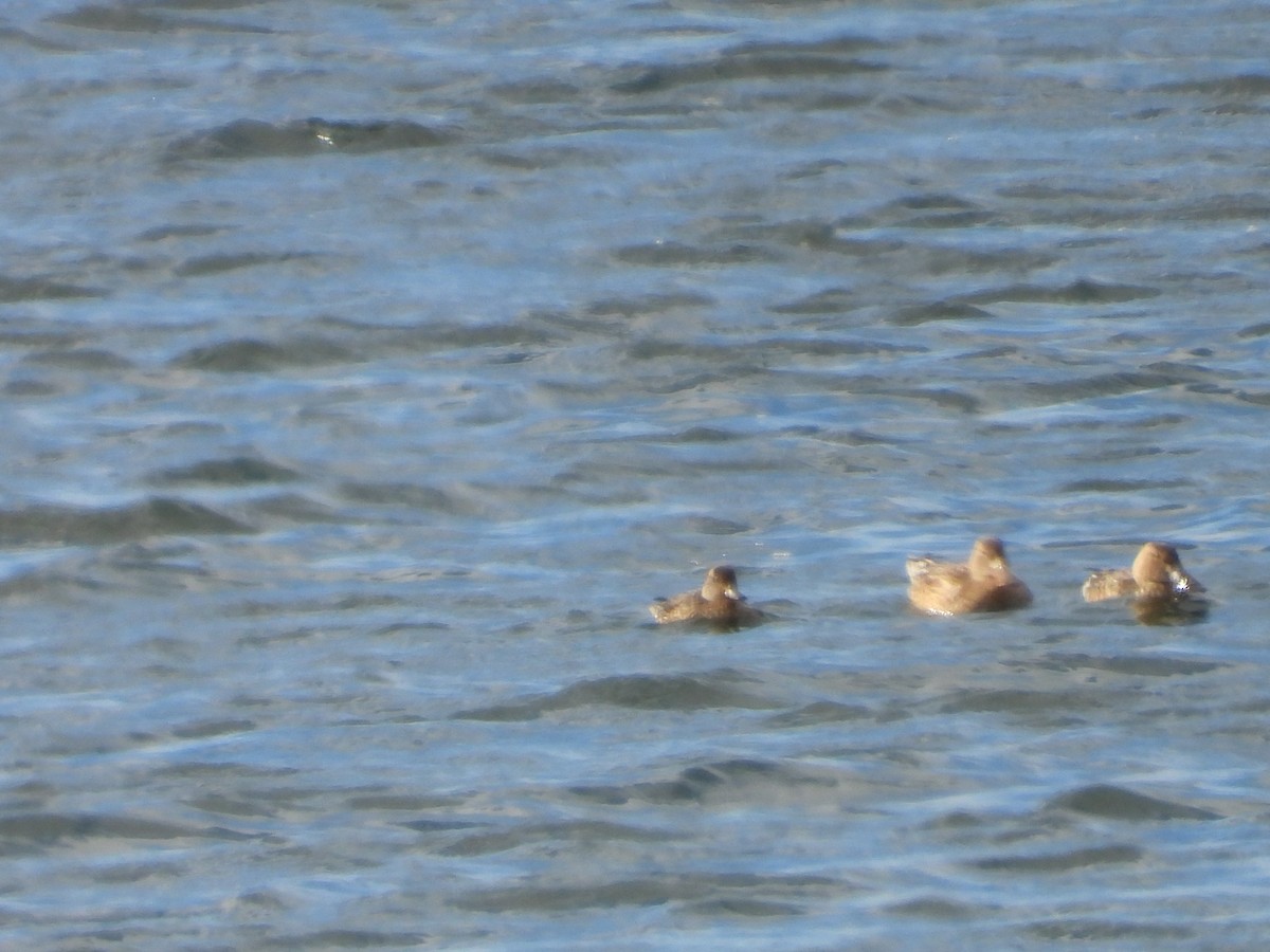 Зээрд нугас - ML645615510