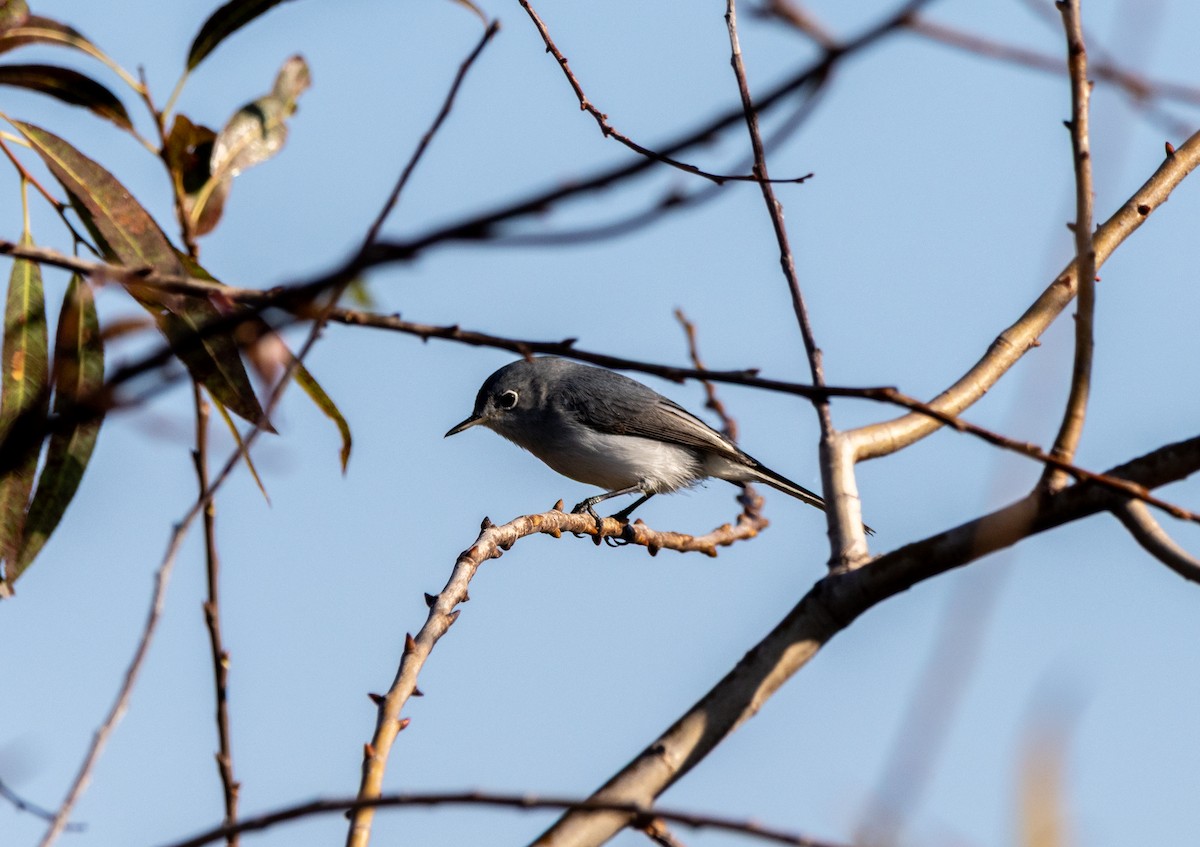 Blue-gray Gnatcatcher - ML645615517