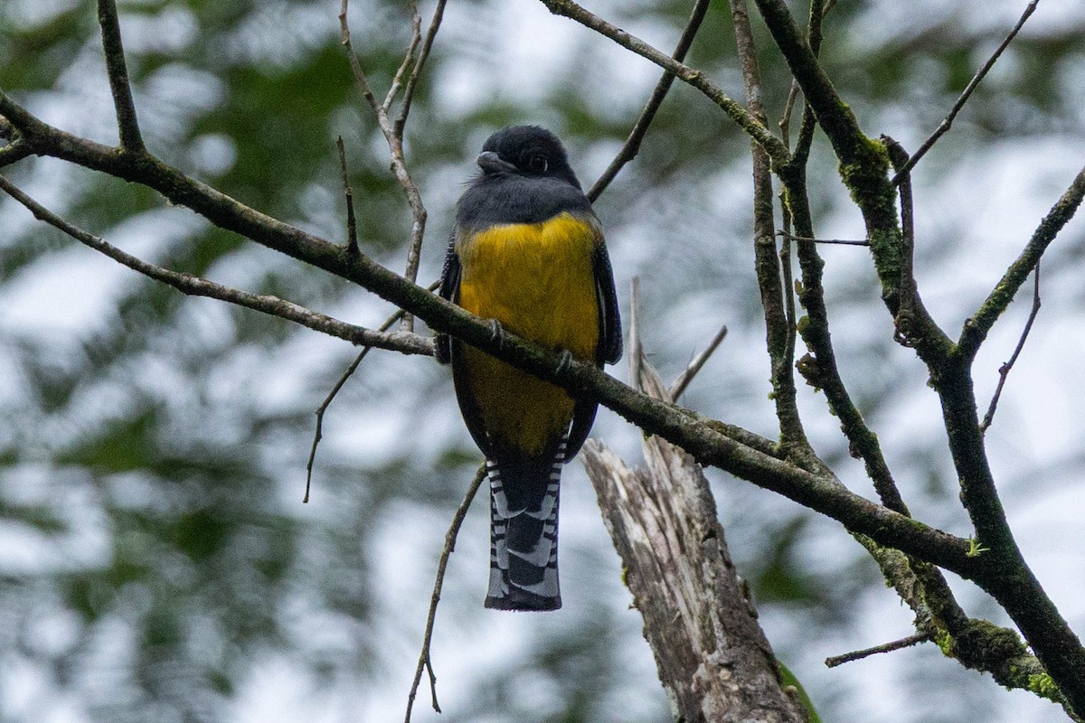 Gartered Violaceous Trogon - ML645615530