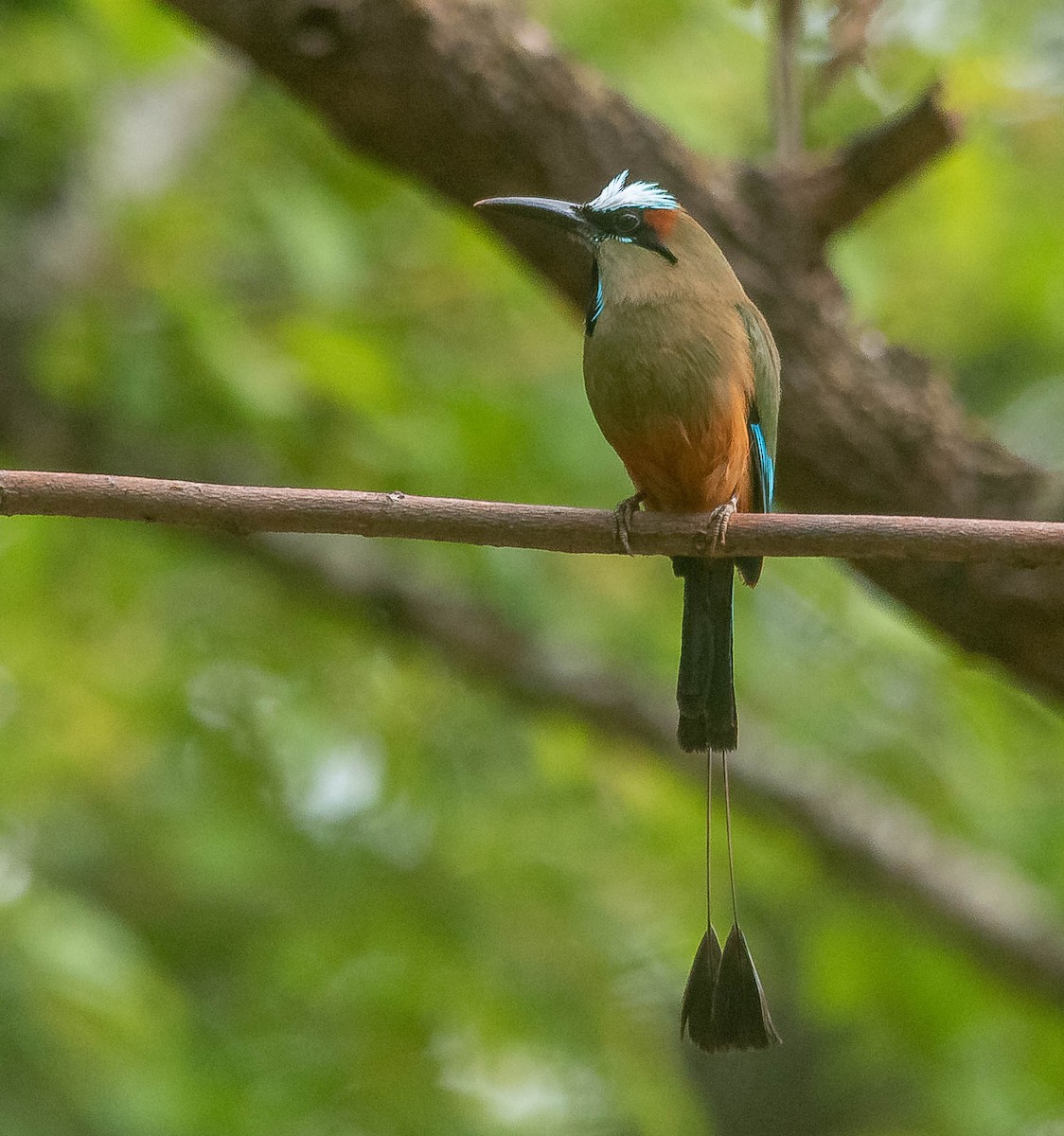 Момот рудочеревий - ML645615533