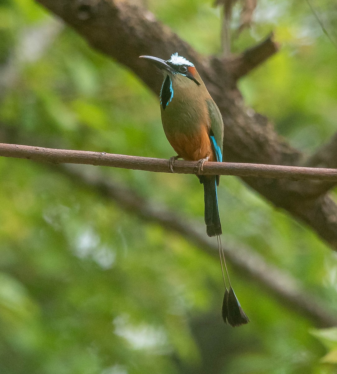 Момот рудочеревий - ML645615534