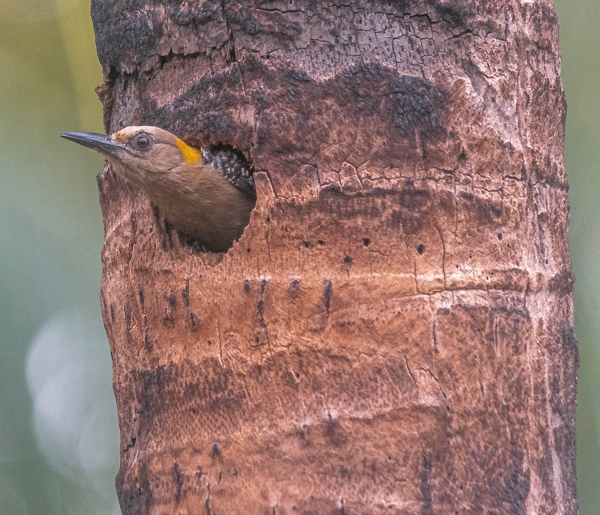 コスタリカキビタイシマセゲラ - ML645615535