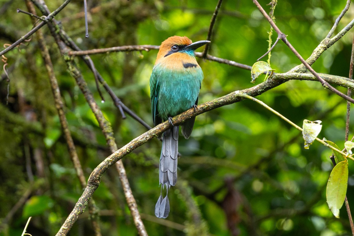 Broad-billed Motmot - ML645615536