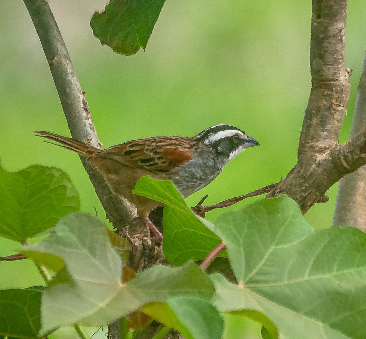 ホオグロスズメモドキ - ML645615537