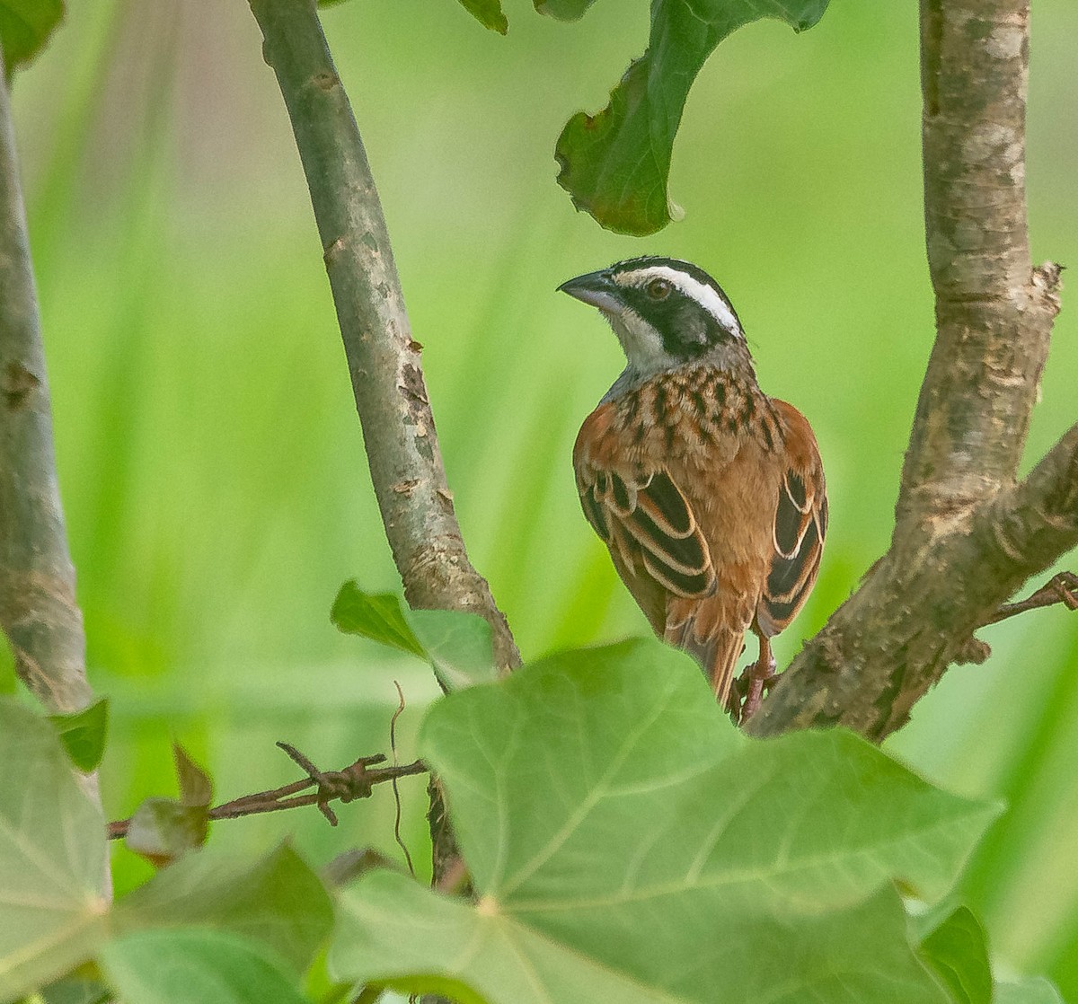 ホオグロスズメモドキ - ML645615538