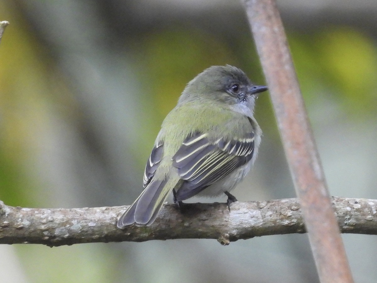 Gray-headed Elaenia - ML645615539