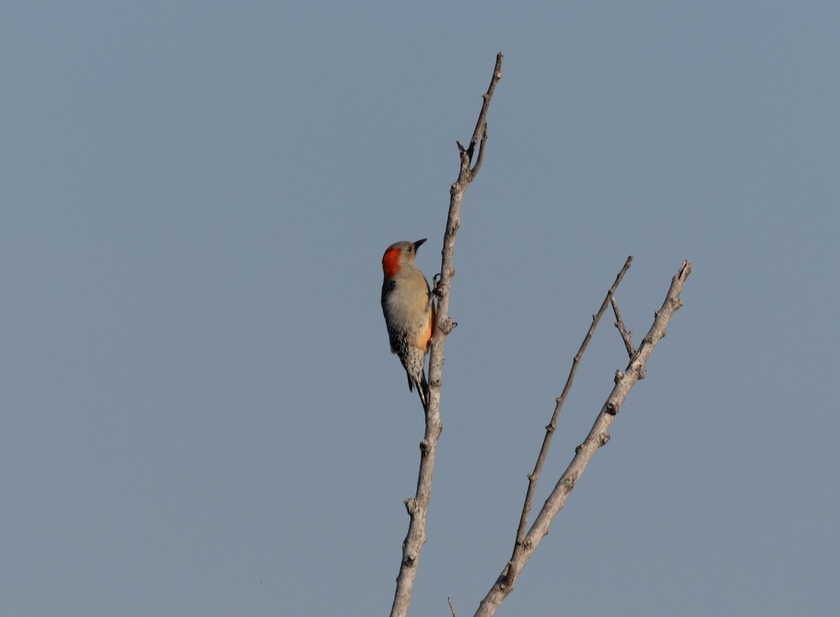 Carolinaspecht - ML645615546