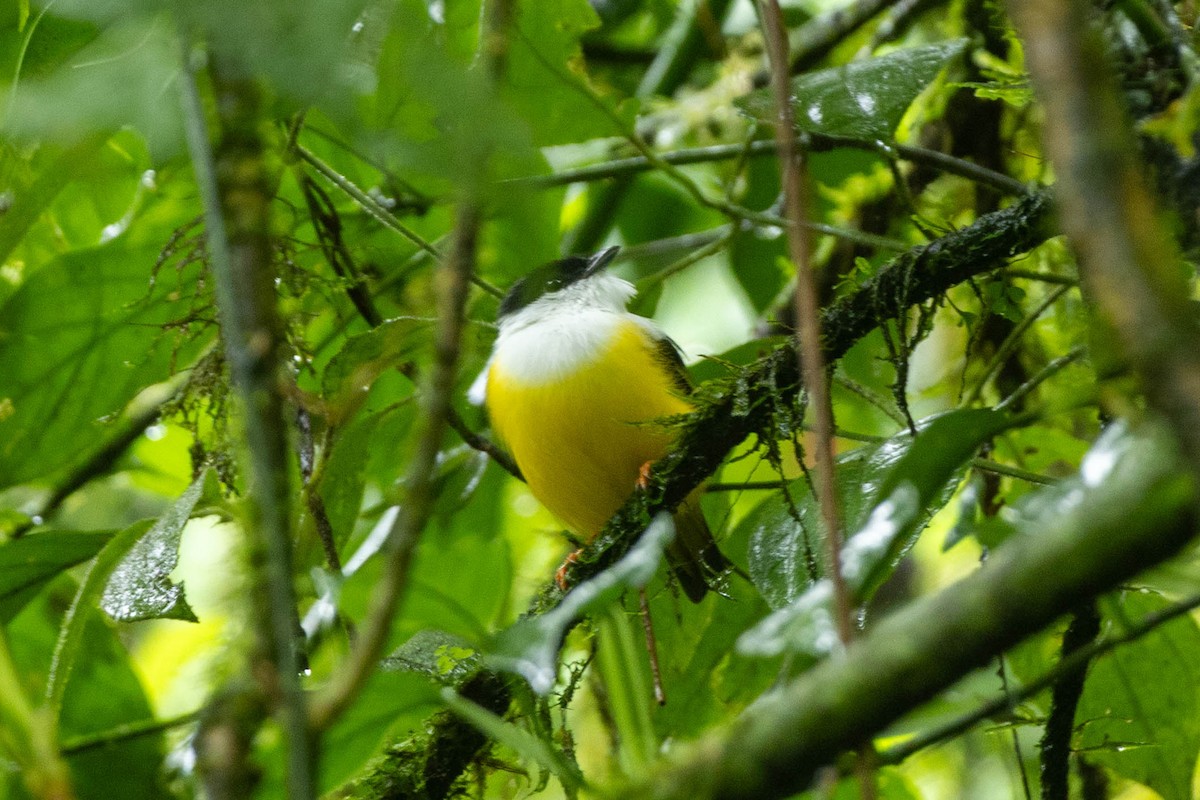 White-collared Manakin - ML645615551