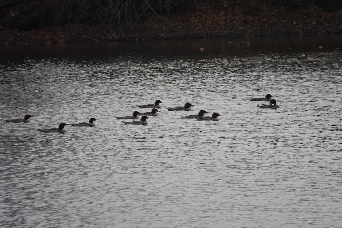 Common Merganser - ML645615582