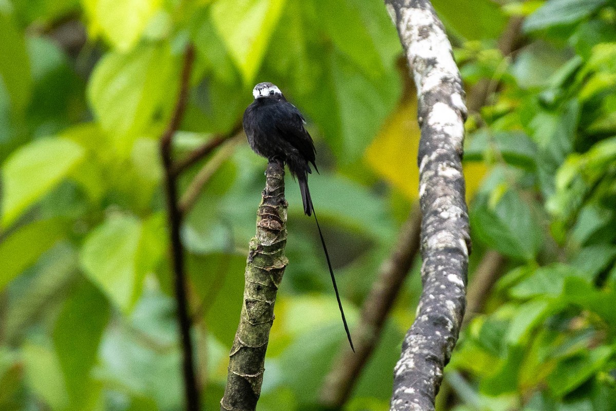 Long-tailed Tyrant - ML645615583