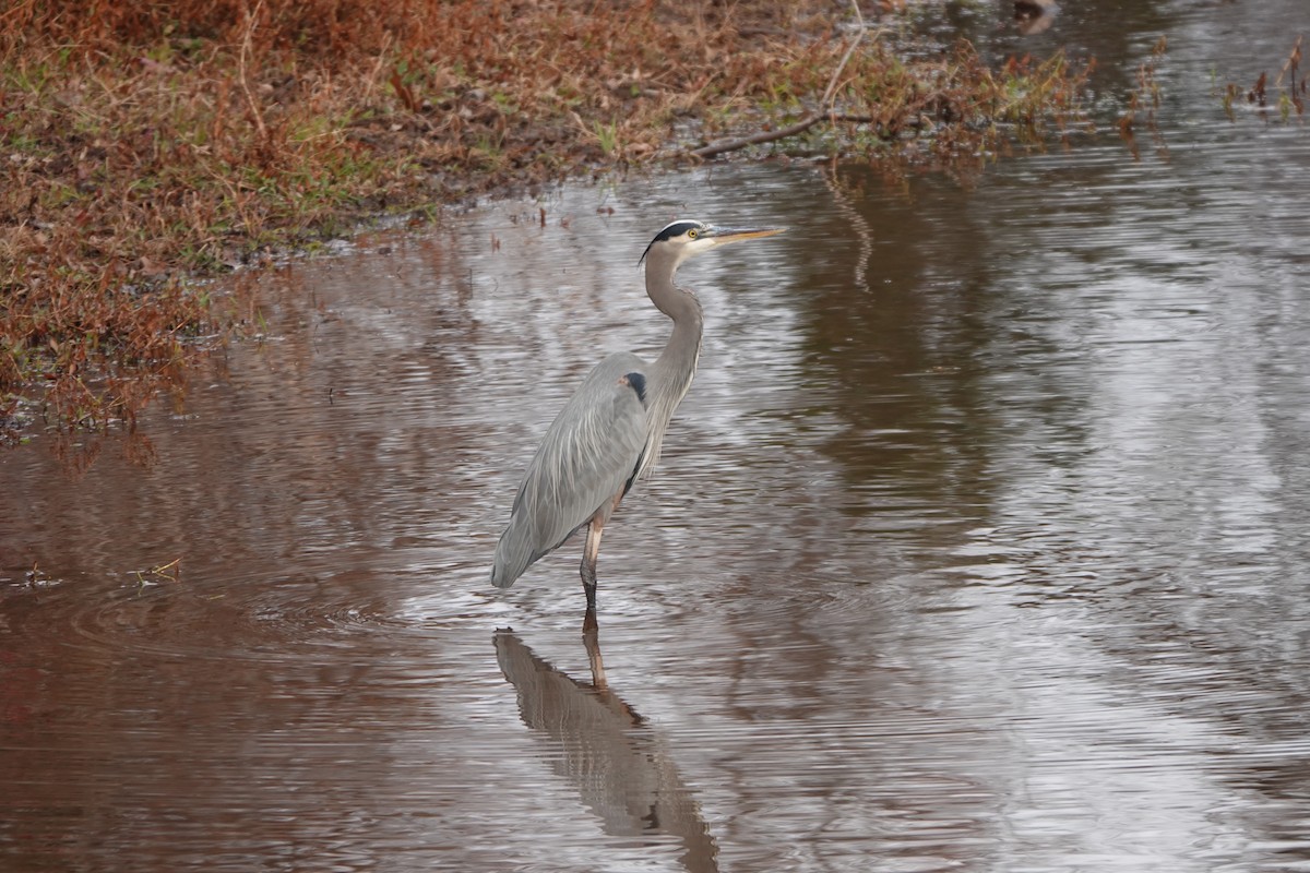 Great Blue Heron - ML645615585