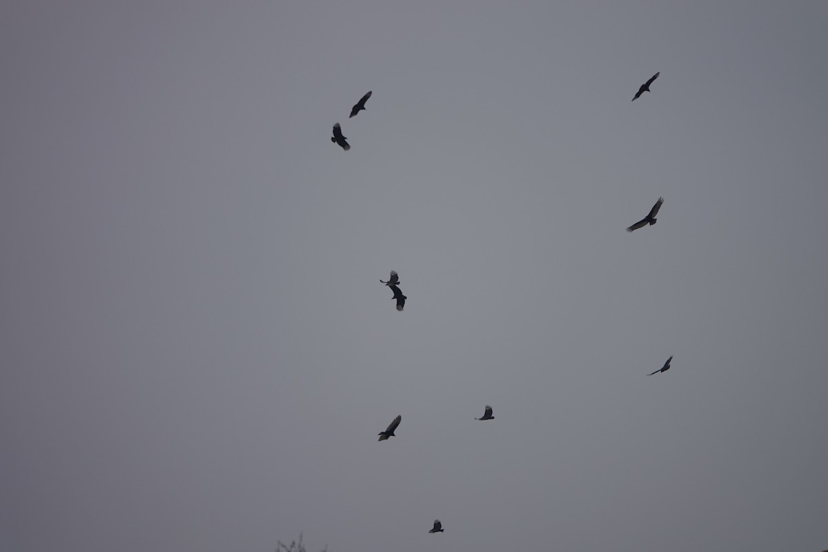 Black Vulture - ML645615586