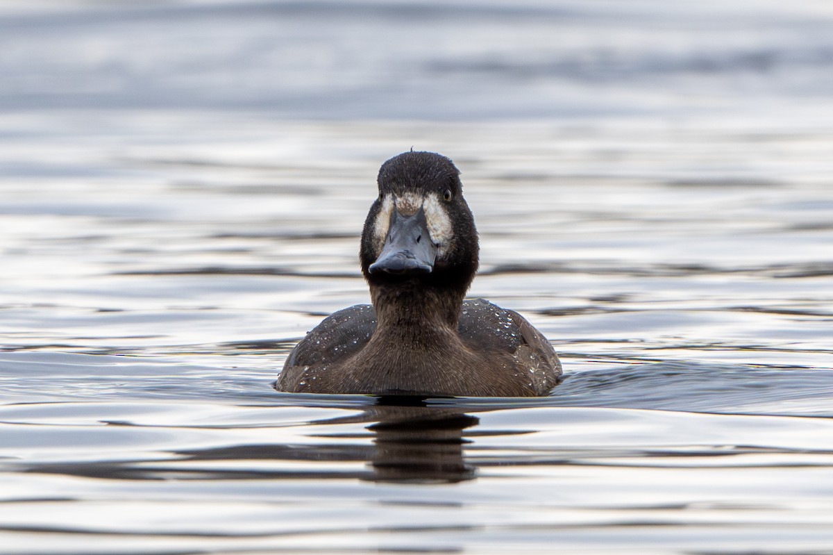 Greater Scaup - ML645615589