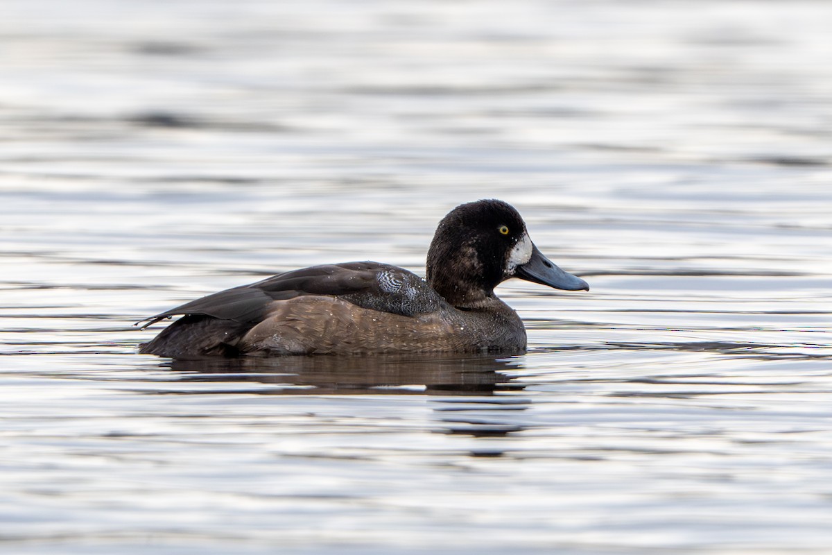 Greater Scaup - ML645615590