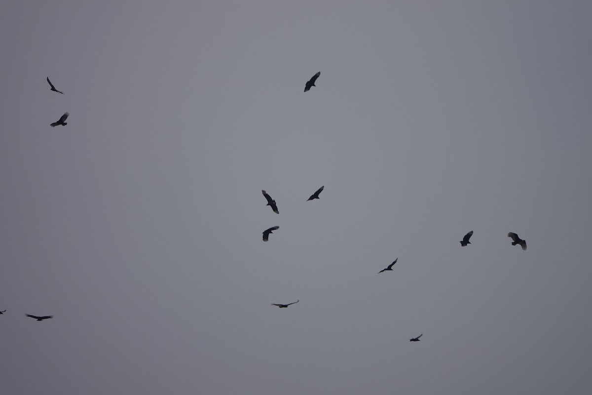 Turkey Vulture - ML645615594