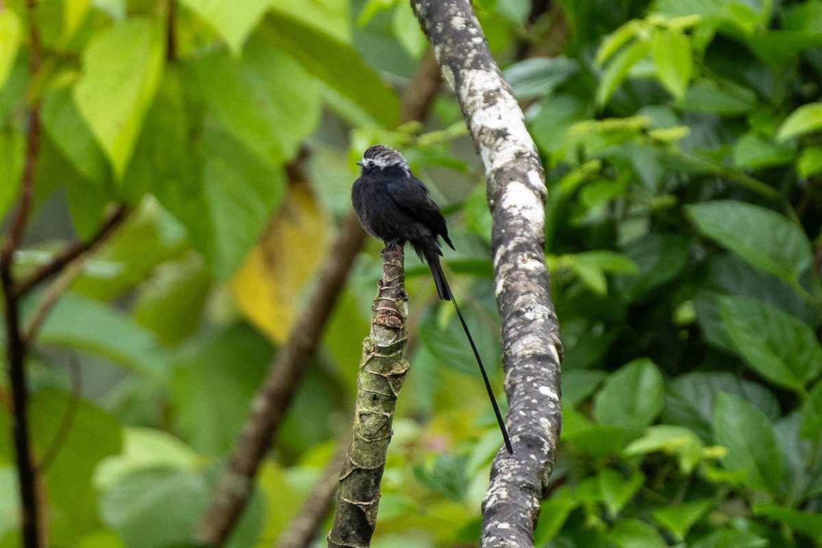 Long-tailed Tyrant - ML645615598