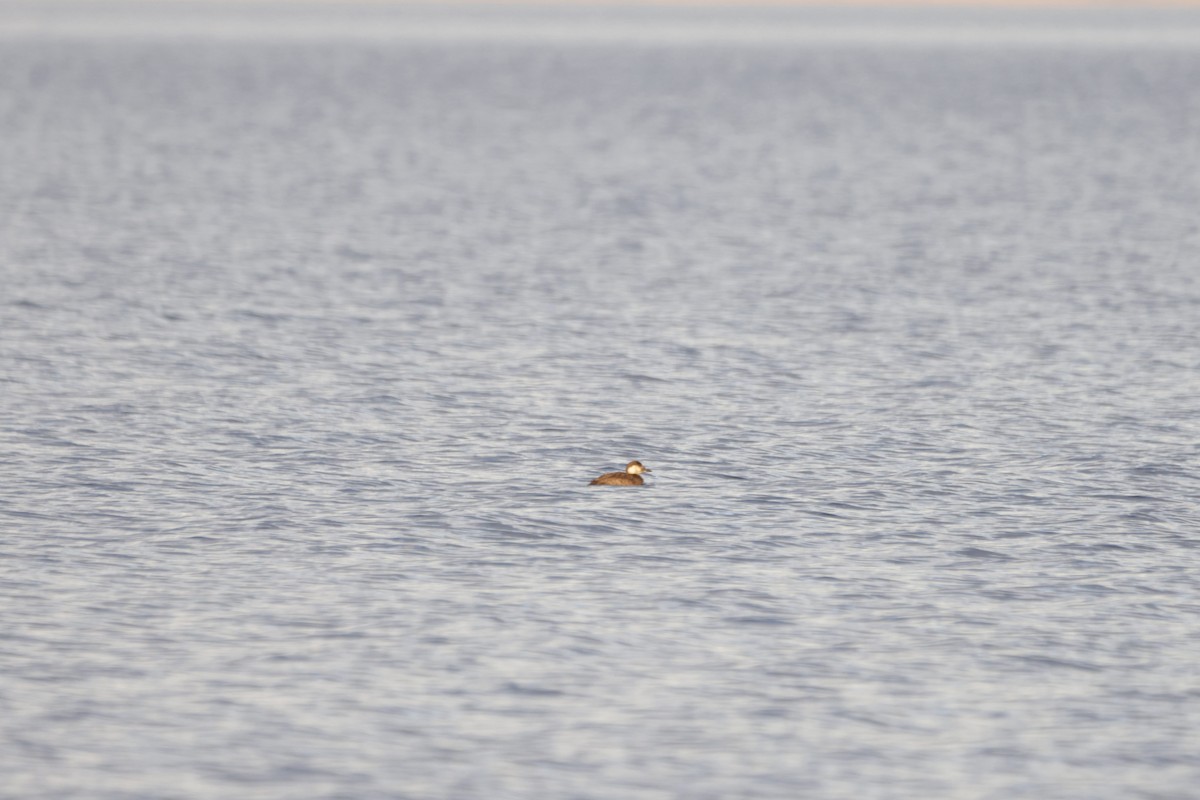 turpan žlutozobý - ML645615600