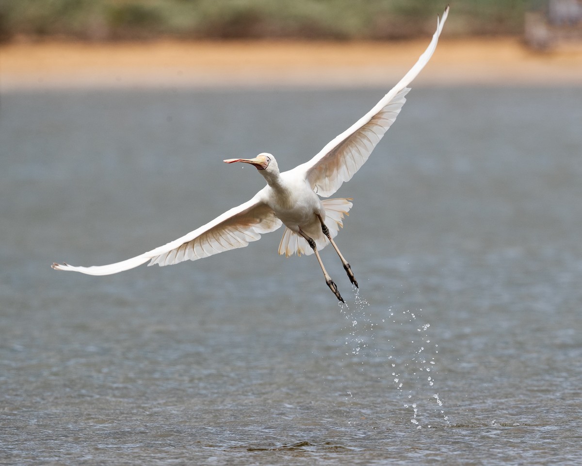 Yellow-billed Spoonbill - ML645615602