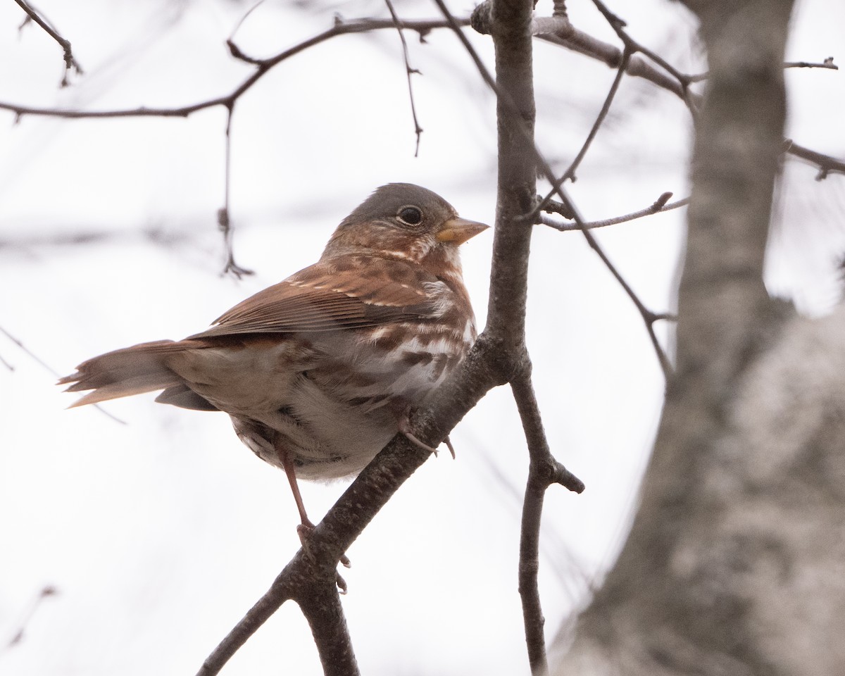 Fox Sparrow - ML645615606