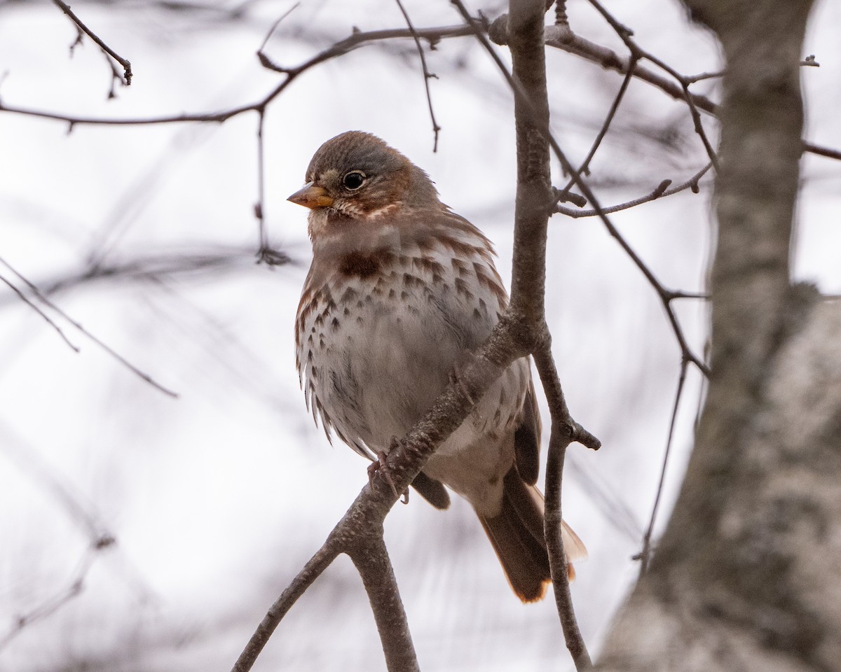 Fox Sparrow - ML645615607