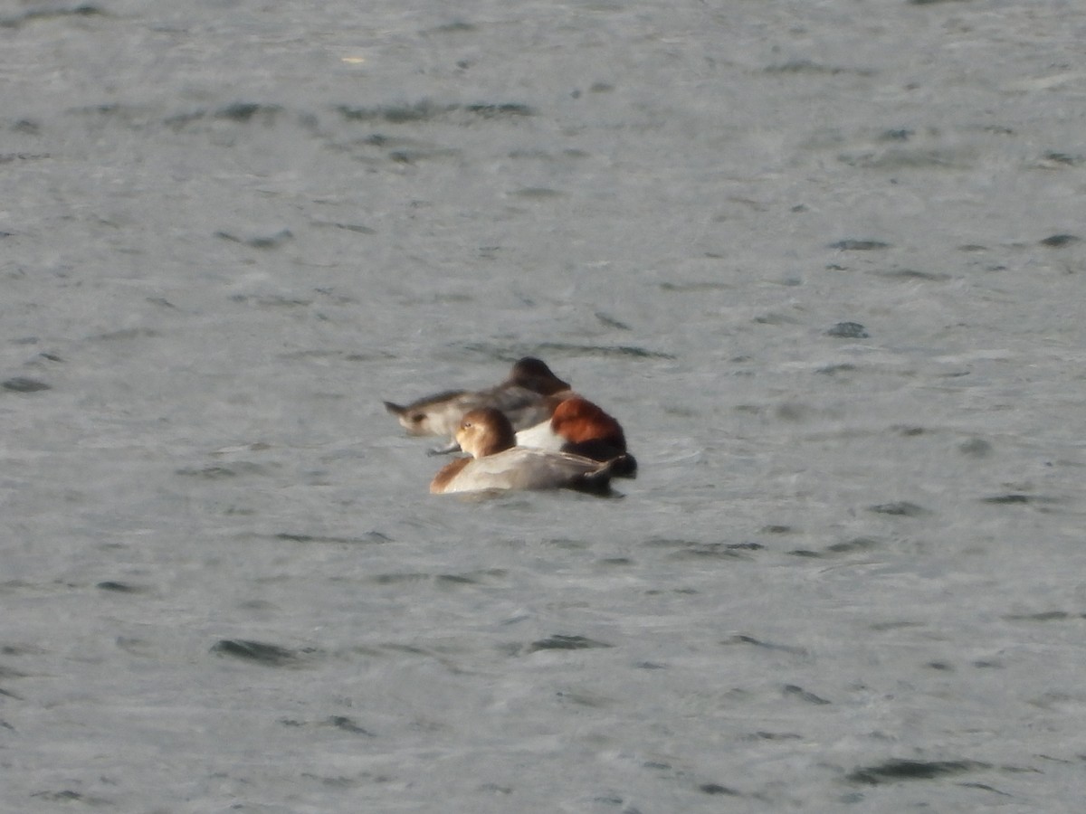 Common Pochard - ML645615611