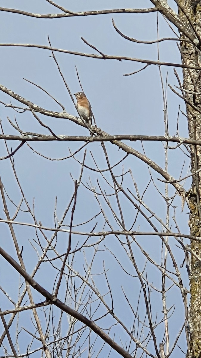 Eastern Bluebird - ML645615615