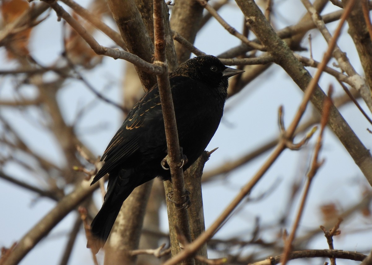 ハゴロモガラス - ML645615618