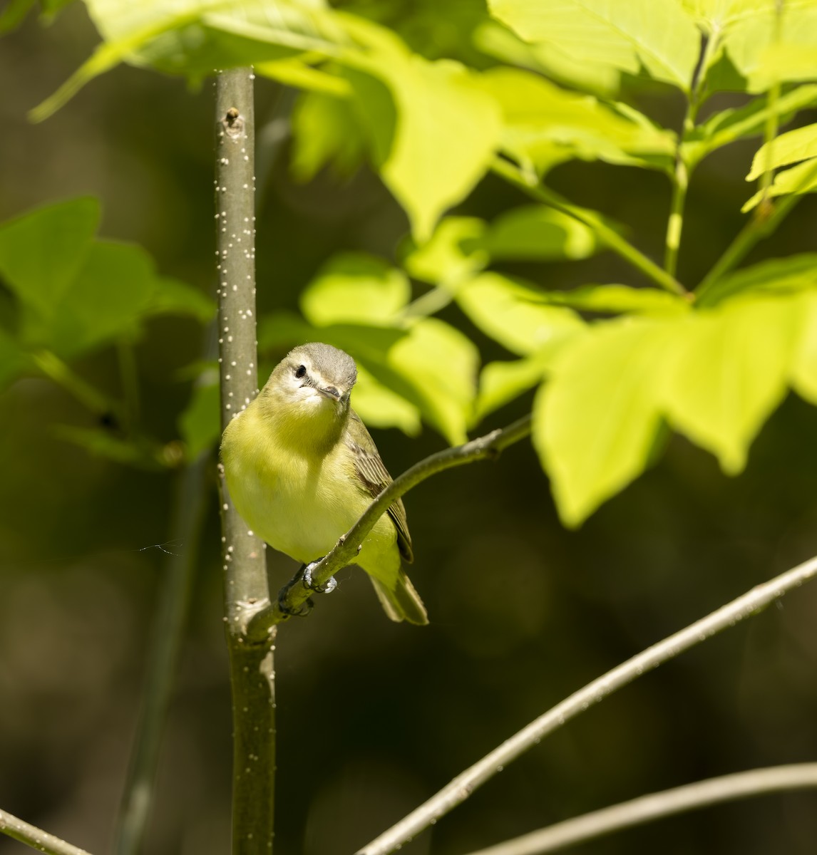 Bireo filadelfiarra - ML645615619
