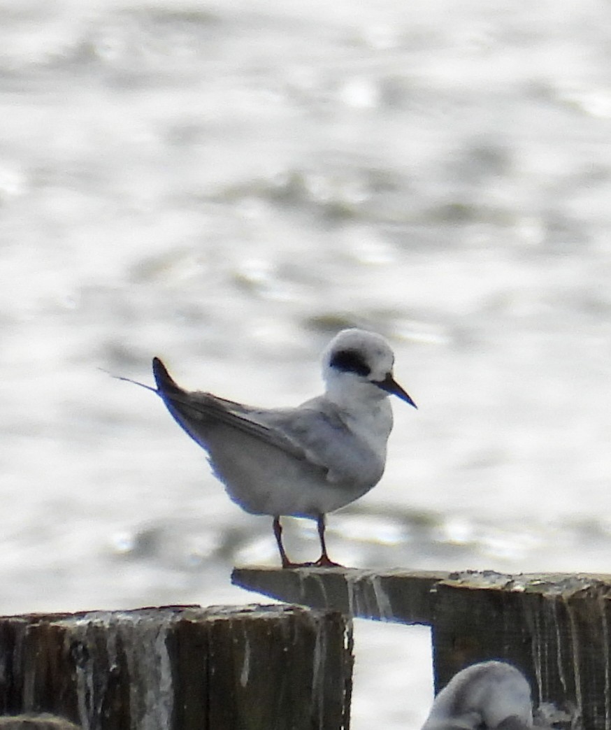 Forster's Tern - ML645615622