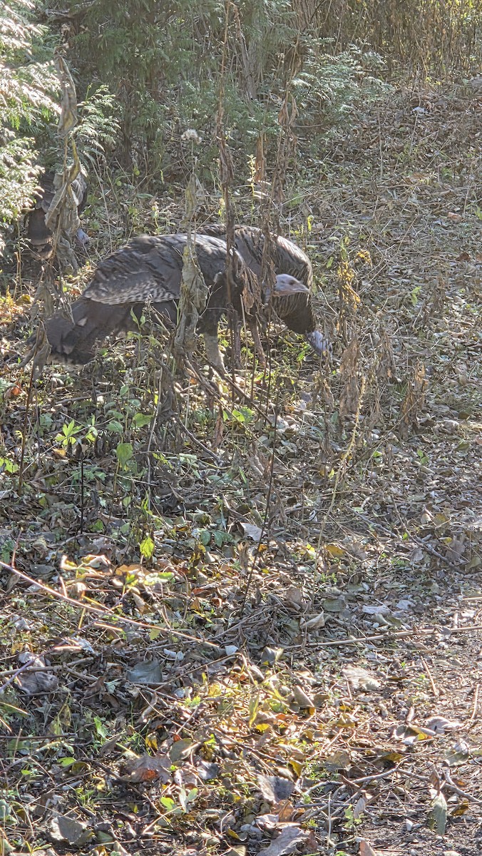 Wild Turkey - ML645615623