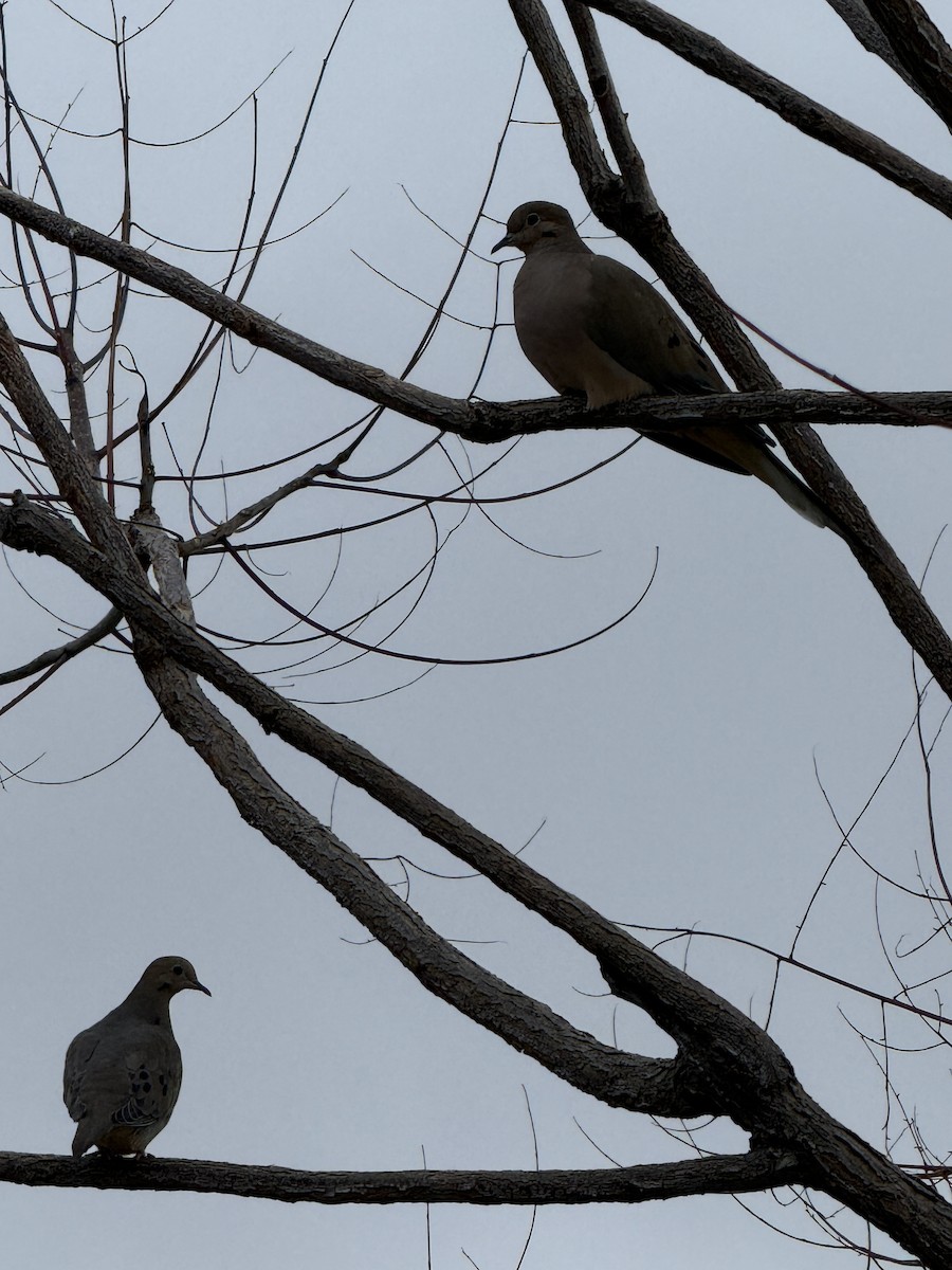 ナゲキバト - ML645615624