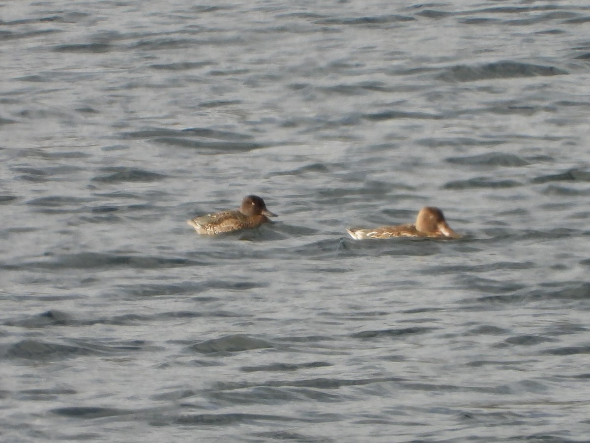 Зээрд нугас - ML645615642