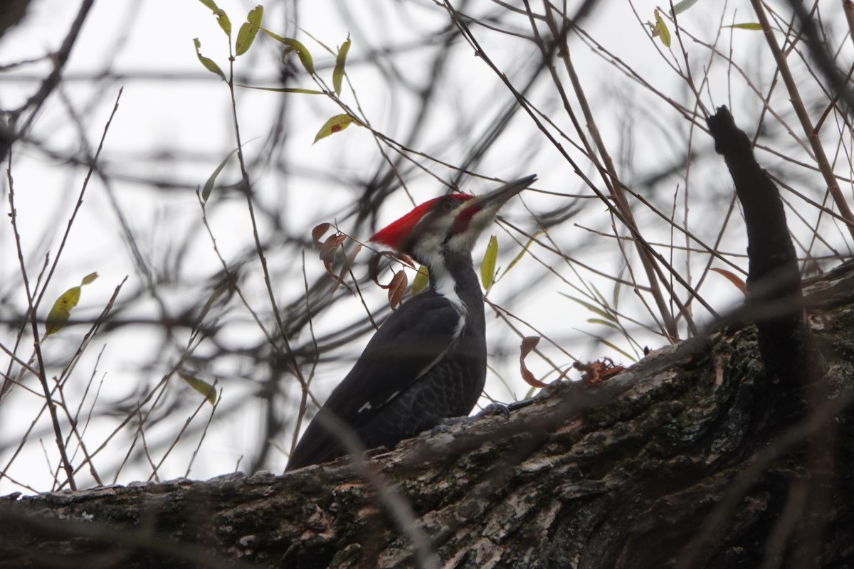 Жовна північна - ML645615643