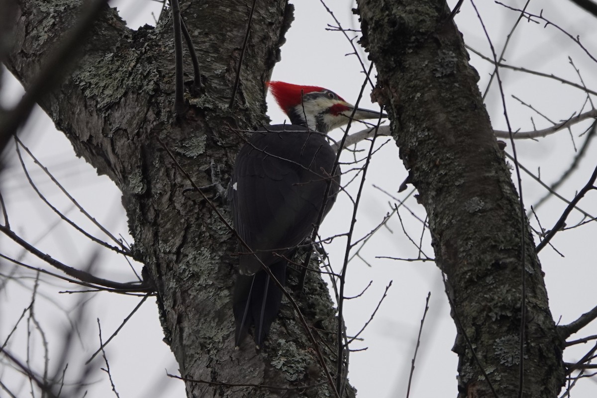 Жовна північна - ML645615644