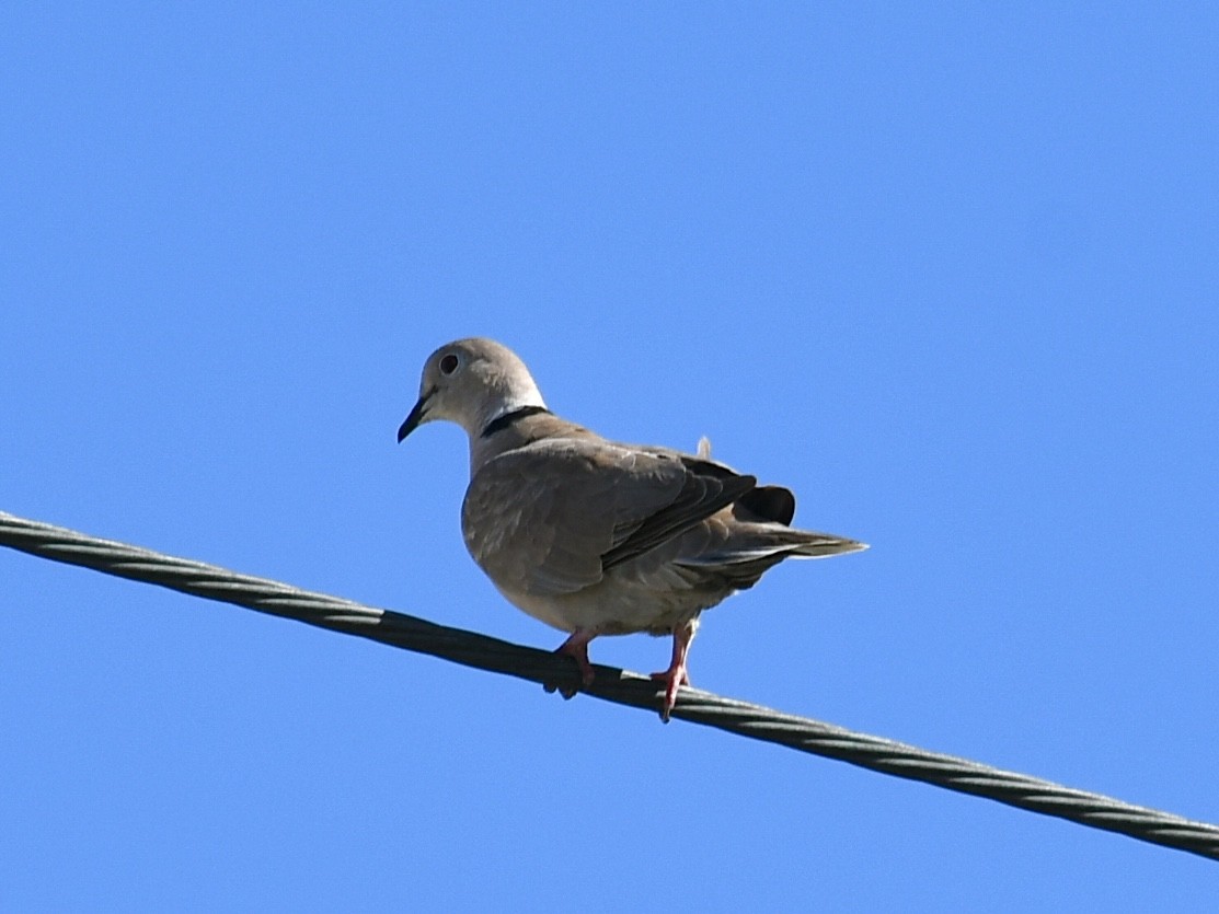 Eurasian Collared-Dove - ML645615649